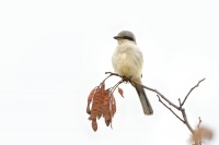 Tuhyk sedy - Lanius excubitor - Northern Shrike 7113